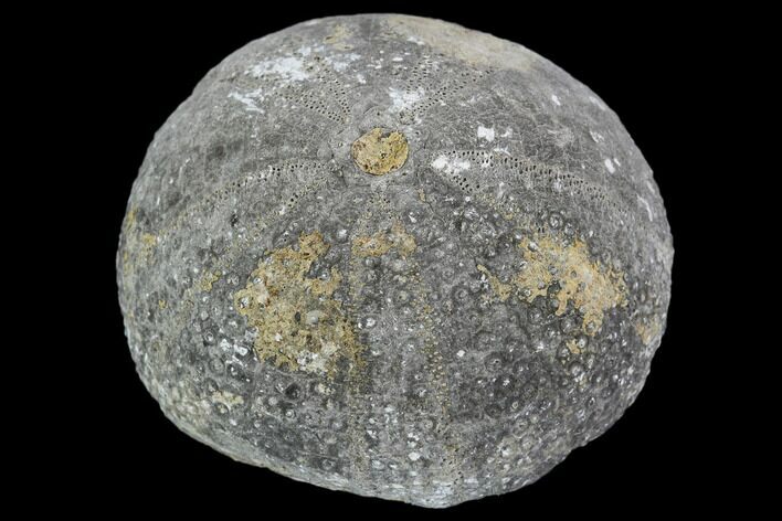 Fossil Sea Urchin (Eucosmus) - Morocco #107989